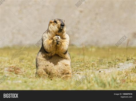 Himalayan Marmot - Image & Photo (Free Trial) | Bigstock