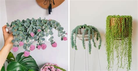 Suculentas Colgantes Para Decorar Tu Casa Con Mucha Onda Revista