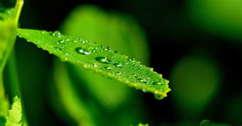 Free Images Nature Drop Dew Meadow Leaf Flower Green Flora