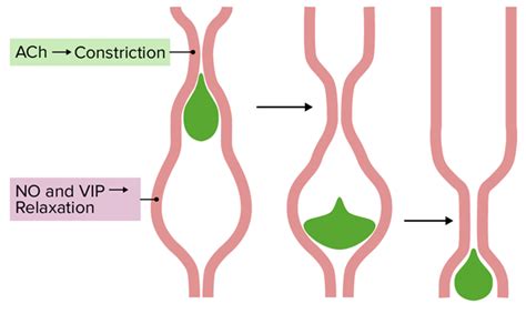 Peristalsis Definition And Examples Biology Online Dictionary