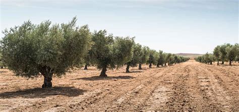 Plantaci N De Olivar Intensivo Agrosan