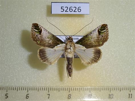 Noctuidae Risoba Obscurivialis Vietnam Fareastinsects