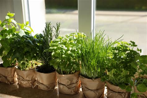 List Of Easy To Grow Herbs Is Perfect For Beginner Gardeners This