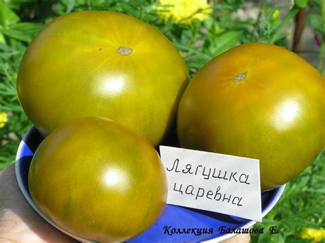 Томат Лягушка царевна: описание сорта, отзывы, фото