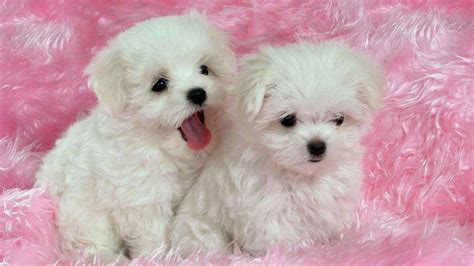 cute puppies  dogs images duul wallpaper