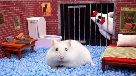 Hamster Escape From Prison Maze In Real Life With Banbaleena Youtube