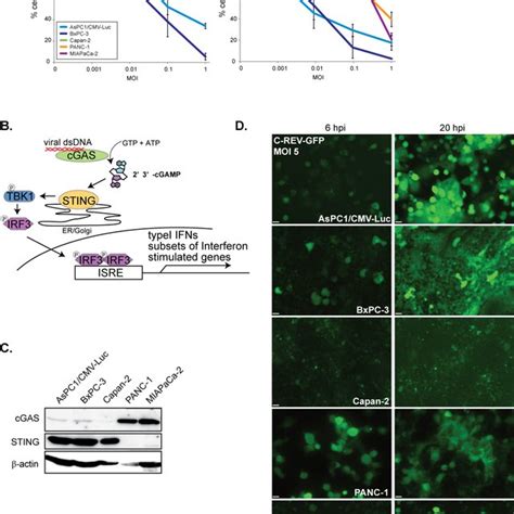 BxPC 3 cell line has a responsive STING pathway A Induction of IFNβ