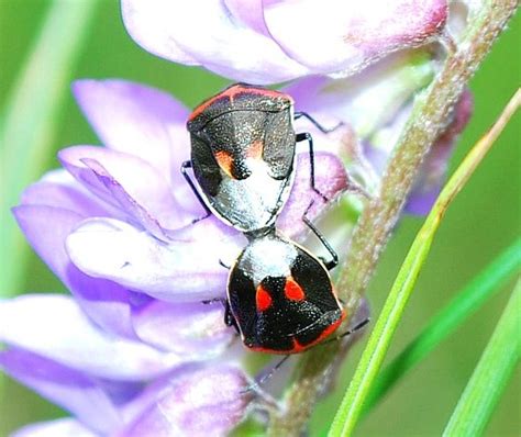 Silver Black Red Spotted Mating Beetles Cosmopepla Lintneriana