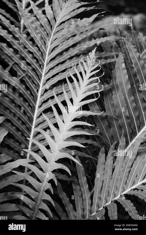 Beautiful Leafy Ferns Growing In The Tropical Jungle In A Black And