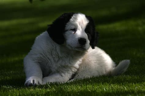 Landseer - Dog Breed Standards