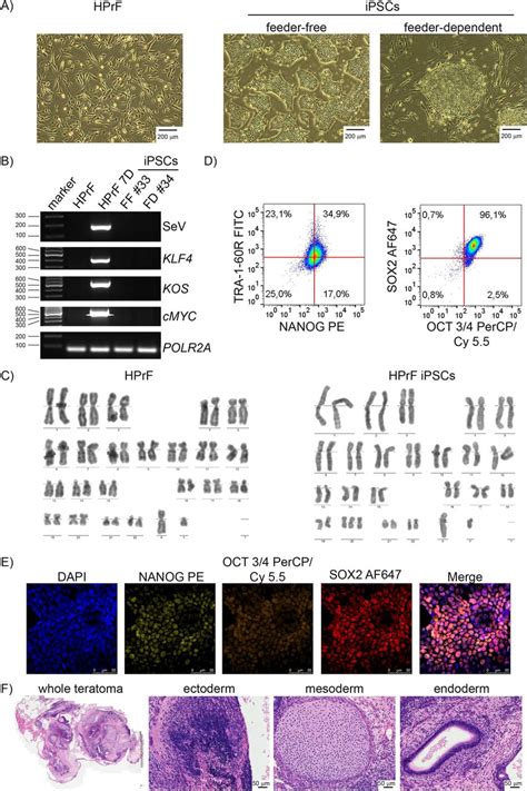 Characterization And Validation Of IPS Cell Line IBPi001 A Generated