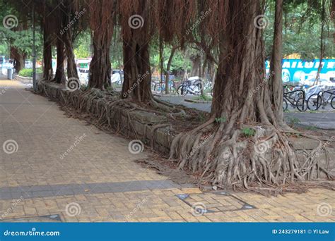 Roots Of A Mature Tree Cracking And Destroying The Sidewalk 20 April