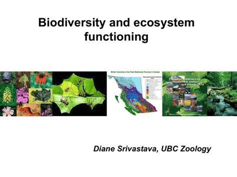 Biodiversity And Ecosystem Function