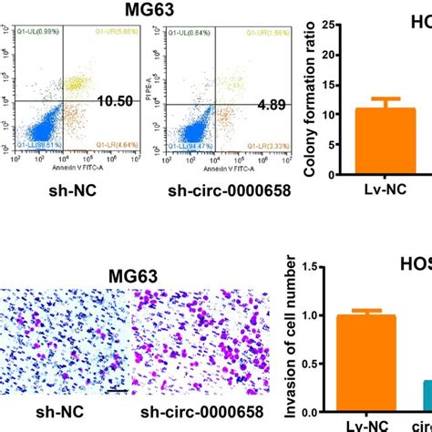 Circ0000658 Upregulation Promotes OS Cell Apoptosis But Inhibits