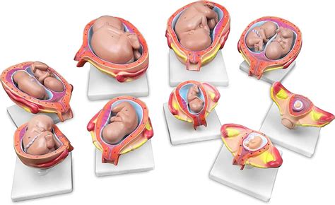 Modelo De Desarrollo Fetal Modelos De Etapas De Embarazo Y Desarrollo