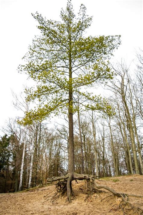 Free Images Landscape Nature Branch Sky Log Birch Spruce Grove