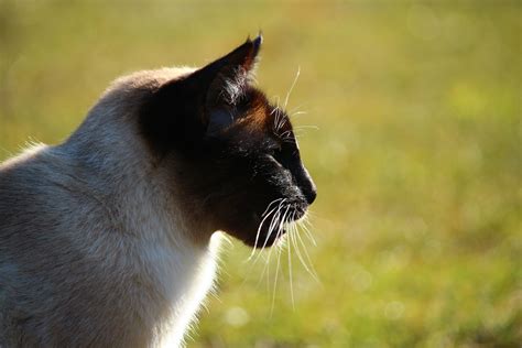 Images De Chats Siamois Le Siamois Ses Origines Son Alimentation