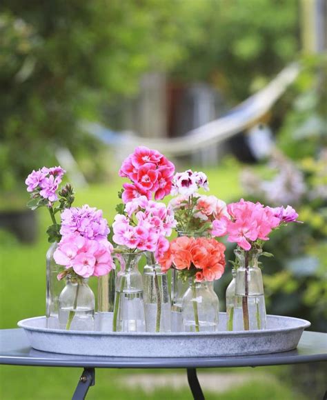 Comment Avoir De Beaux Geraniums Agencement De Jardin Aux Meilleurs Prix