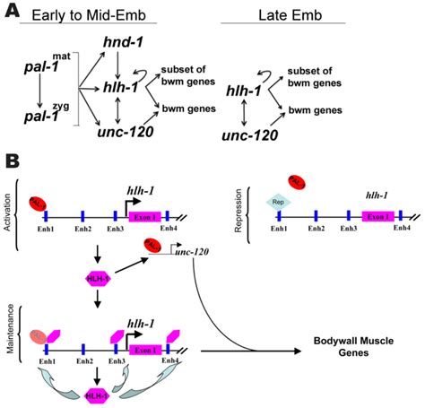 Transcriptional Regulation Of Body Wall Muscle Cells In The C And D