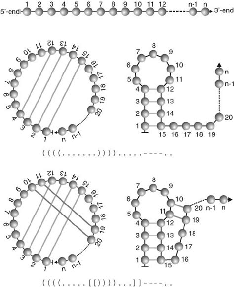 1 Definition Of Rna Secondary Structures Each Nucleotide Inside The Download Scientific