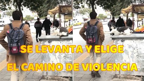 Gatito Siempre Se Levanta Y Elige El Camino De La Violencia Youtube