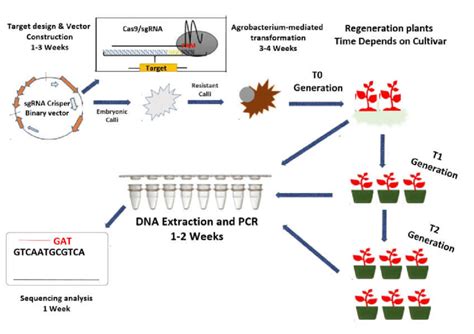 Crispr Cas9 Based Genome Editing Crisprcas9 System Uses Cas9 And Download Scientific Diagram