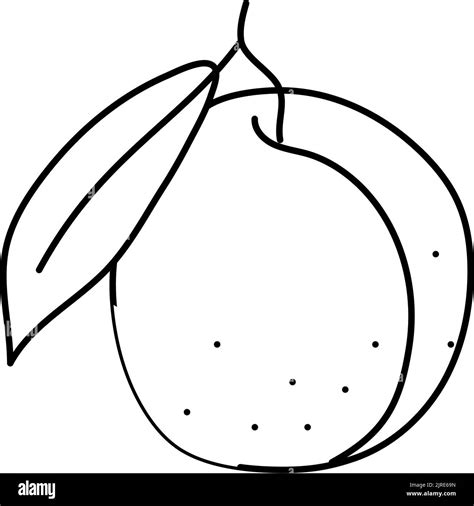 Plum Purple Leaf Line Icon Vector Illustration Stock Vector Image And Art