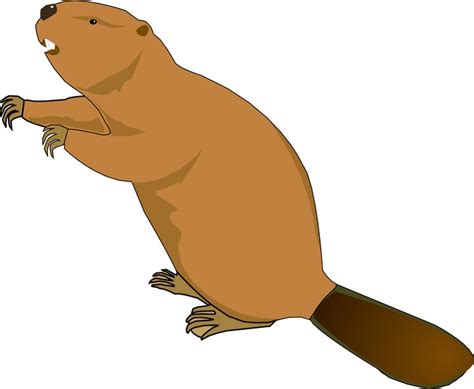 Beaver Clip Art - ClipArt Best