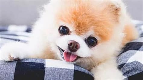 Boo The Pomeranian Dead Worlds Cutest Dog Dies Of Broken Heart