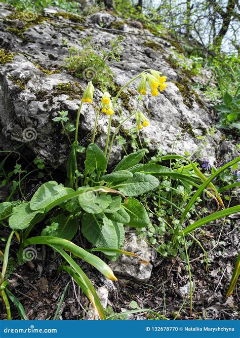 Flores Amarelas Pequenas Bonitas Que Florescem Entre As Pedras No Close