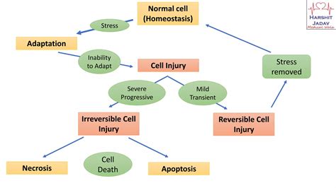 Reversible Cell Injury I Pathology Ppt