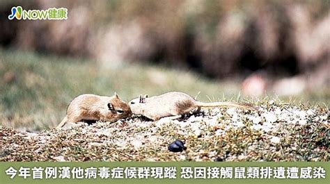 今年首例漢他病毒症候群現蹤 恐因接觸鼠類排遺遭感染 Now健康 Line Today