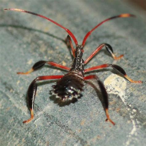 Leaf Footed Bugs Nymph Posterior Dorsal Acanthocephala Declivis Bugguide