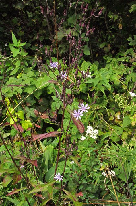 Iowa wildflower Wednesday: Woodland lettuce - Bleeding Heartland
