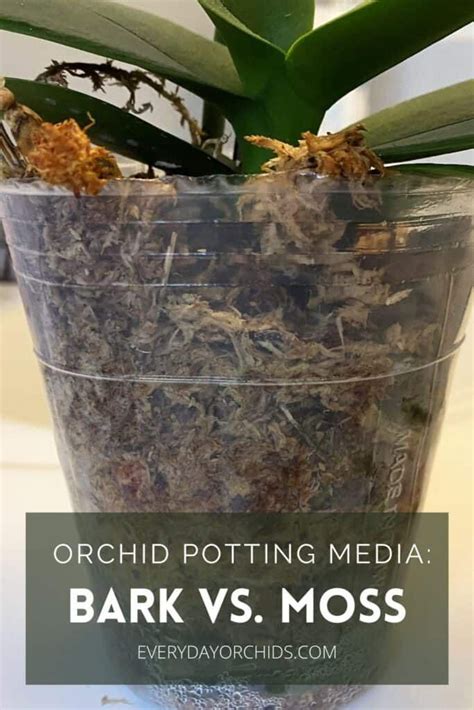 Orchid Potting Mix Artofit