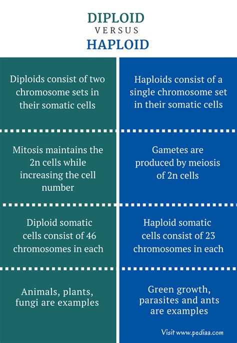 Difference Between Diploid And Haploid Pediaa