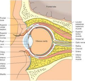 Lens Anatomy - The Cataract Course