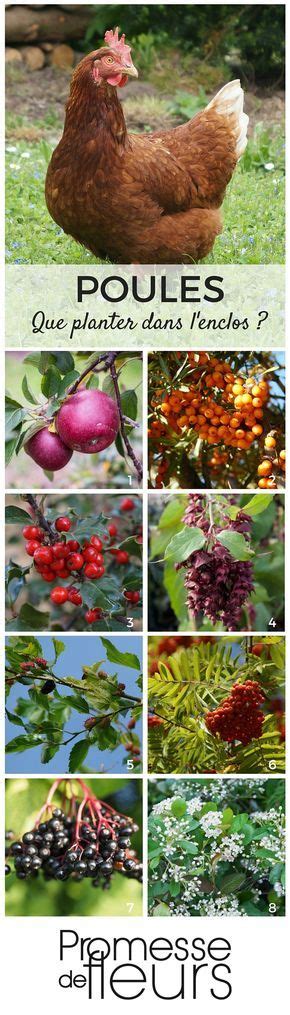 Des Poules Au Jardin Que Planter Dans L Enclos Enclos Poules