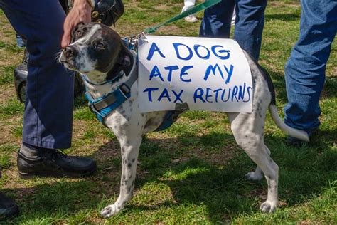 17 Tax Deductions For Dog Owners And Businesses With Dogs