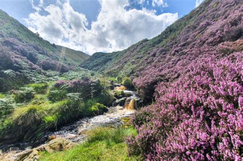 11 Best Places To See Heather In The Peak District Peak District Walks