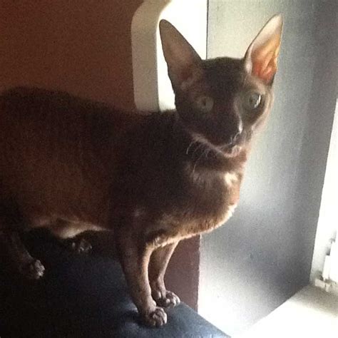 Herplaatst Lilac Cornish Rex Poes Van 3 Jaar Cattery Rex Flowers