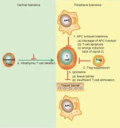 Strategies To Modulate Immune Responses A New Frontier For Gene