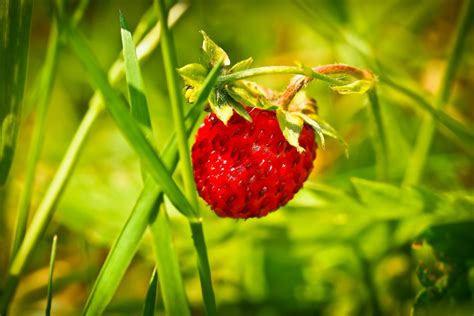 Free Images Nature Grass Meadow Fruit Sweet Leaf Flower Petal