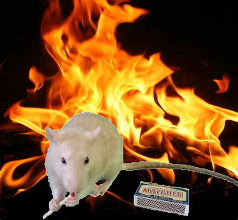 Rat Memes