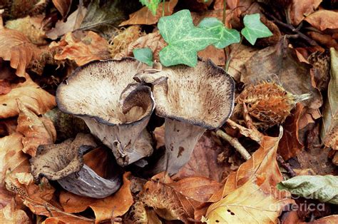 Horn Of Plenty Mushrooms 1 By John Wright Science Photo Library