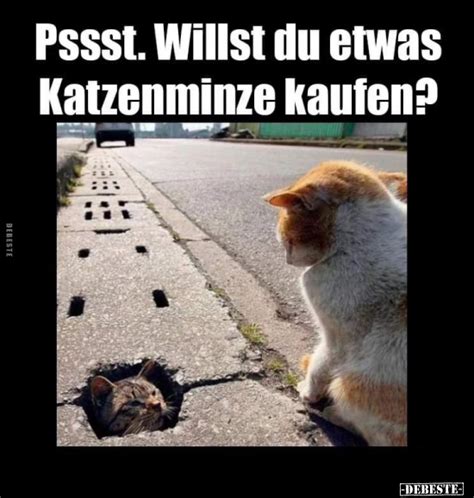 Katzenminze Bilder Lustig Kostenlos DEBESTE De