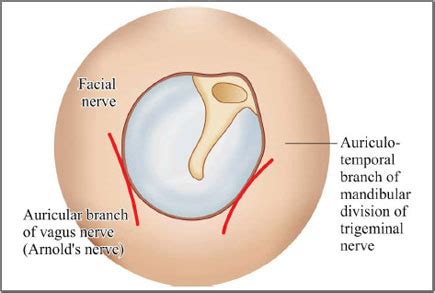 External Auditory Meatus Innervation