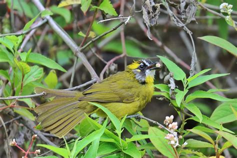 Ml486151621 Yellow Eared Bulbul Macaulay Library