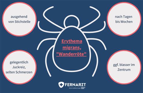 Zeckenbiss Symptome Behandlung Und Risikogebiete Fernarzt