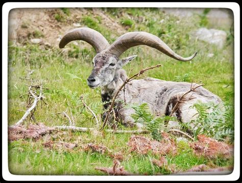 Bharal The Bharal Or Himalayan Blue Sheep Or Naur Is A Caprid Found In